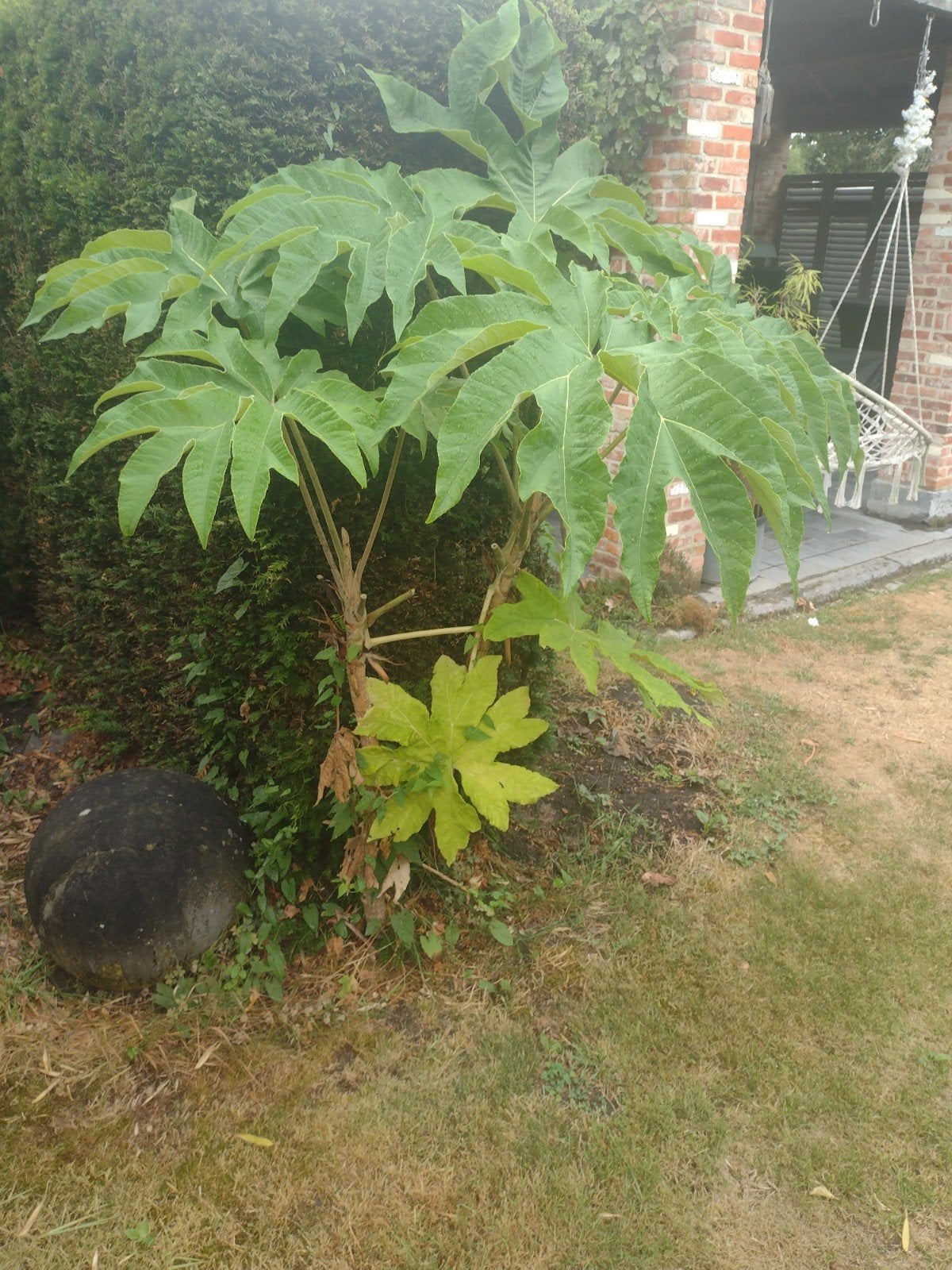 chinese papierplant, Tuin en Terras, Ophalen