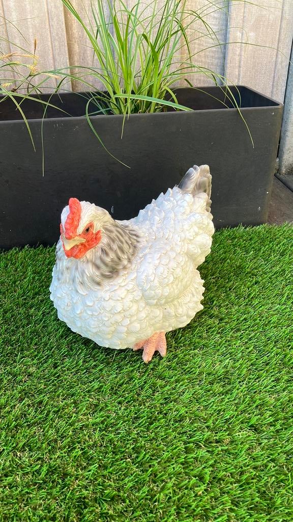 Decoratief kippetje, Dieren en Toebehoren, Pluimvee