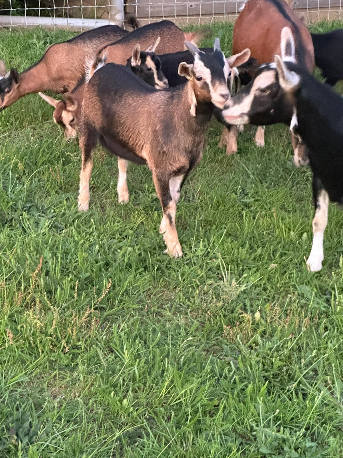 Dwerggeit bokje, Mâle, Chèvre, 0 à 2 ans