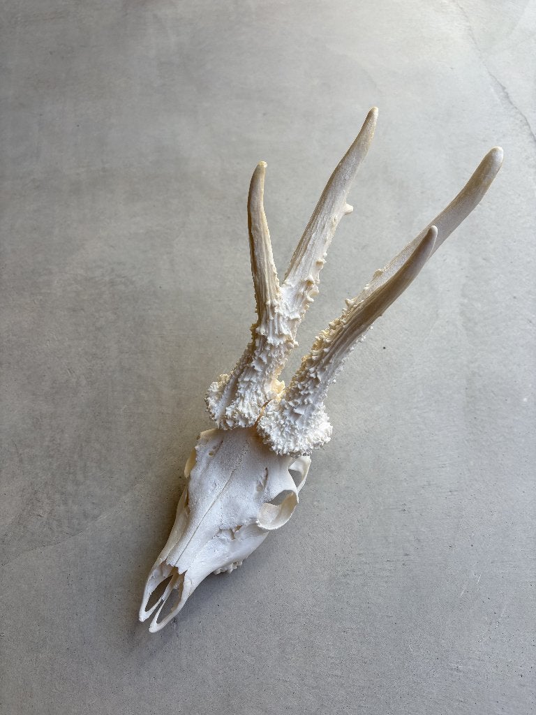 Taxidermie reebok, Ophalen of Verzenden, Zo goed als nieuw, Wild dier, Gewei of Kop