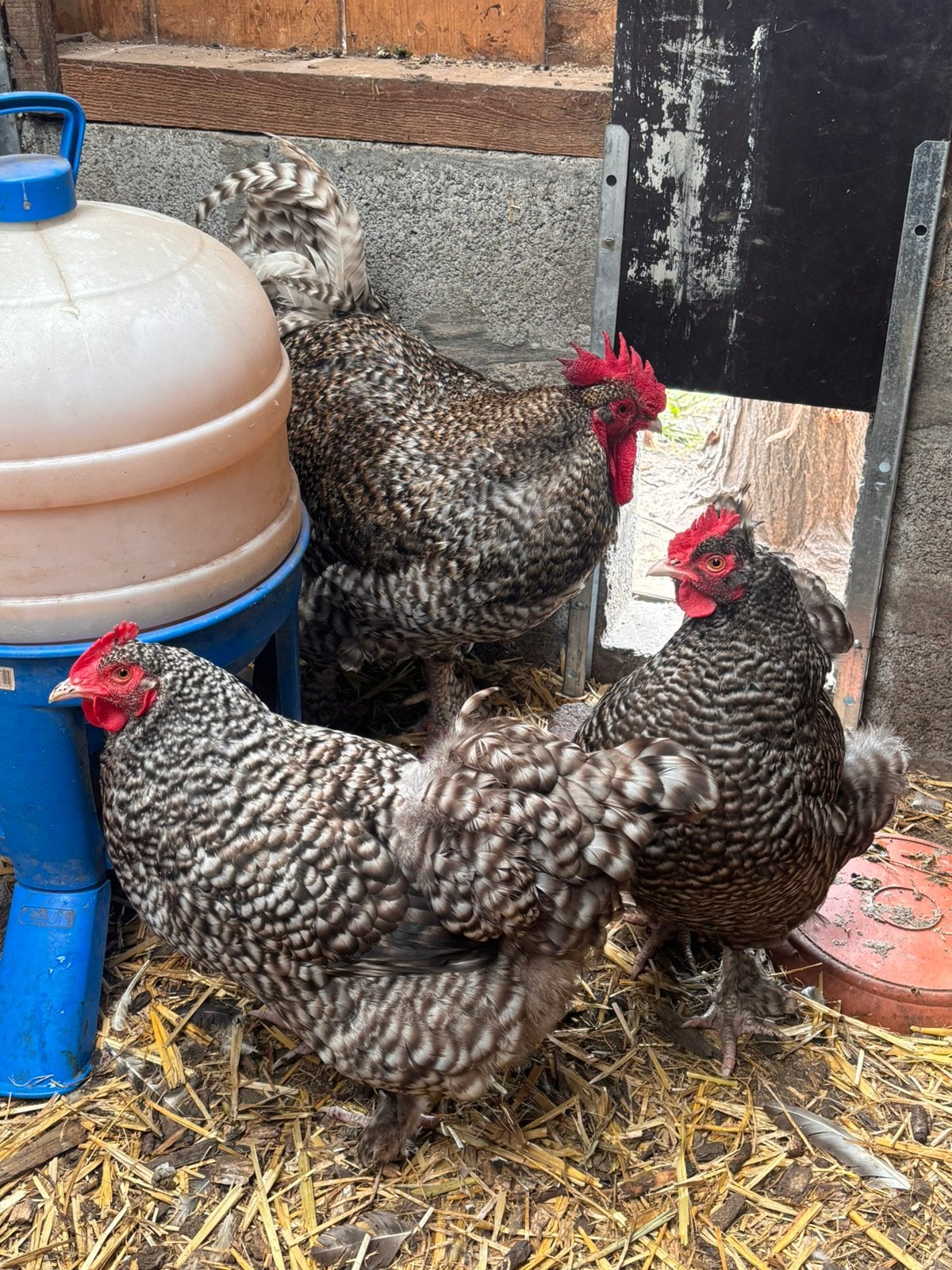 Mechelse Hoen Koekoek, Dieren en Toebehoren, Pluimvee