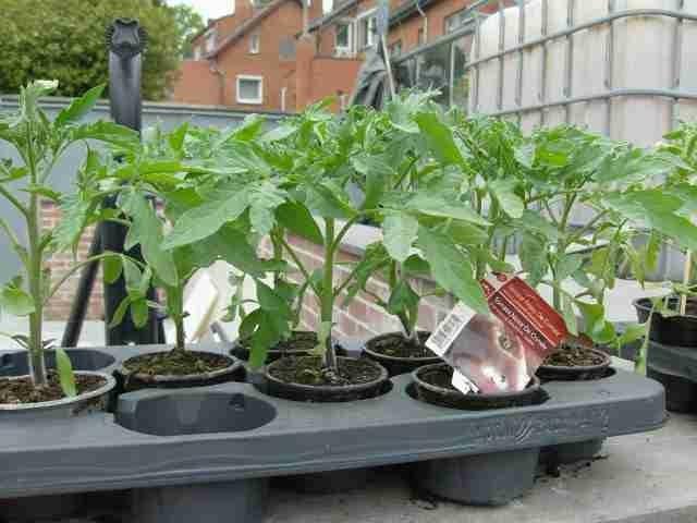plants de tomates et divers légumes a repiquer, Enlèvement