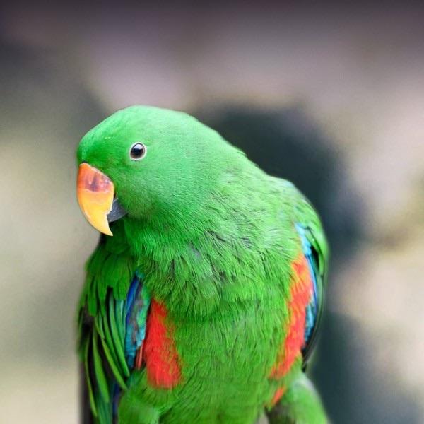 Perroquet eclectus mâle, Mâle, Perroquet