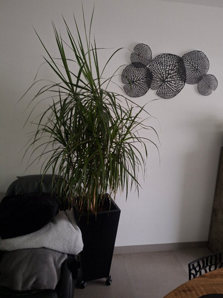 Grote drakenbloedboom ( dracaena ) 2 meter, Ophalen, In pot, 150 tot 200 cm