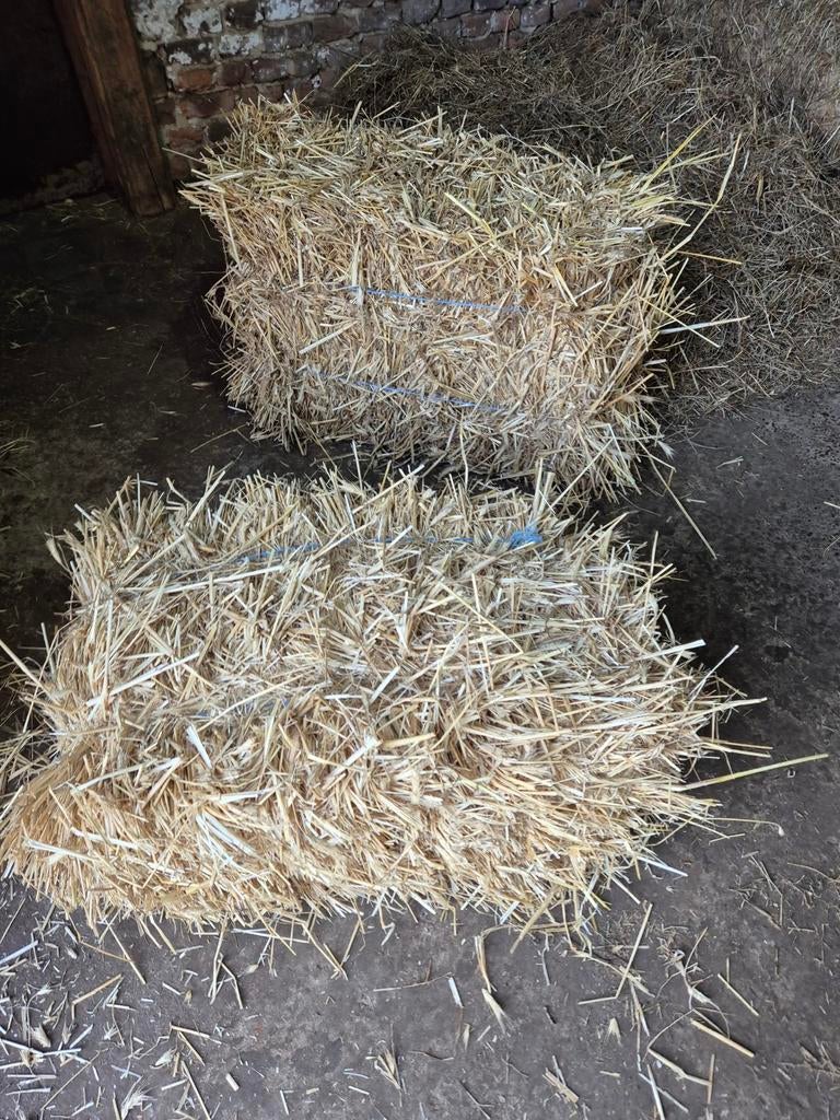 Kleine balen stro., Zakelijke goederen, Landbouw | Veevoer, Ophalen