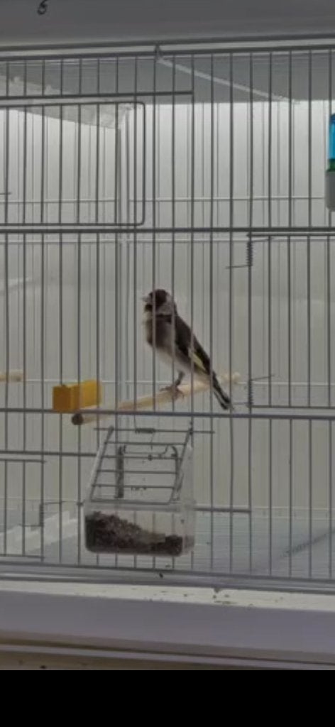 Mannelijke distelvink, Dieren en Toebehoren, Vogels | Overige Vogels, Mannelijk, Wildzangvogel, Geringd