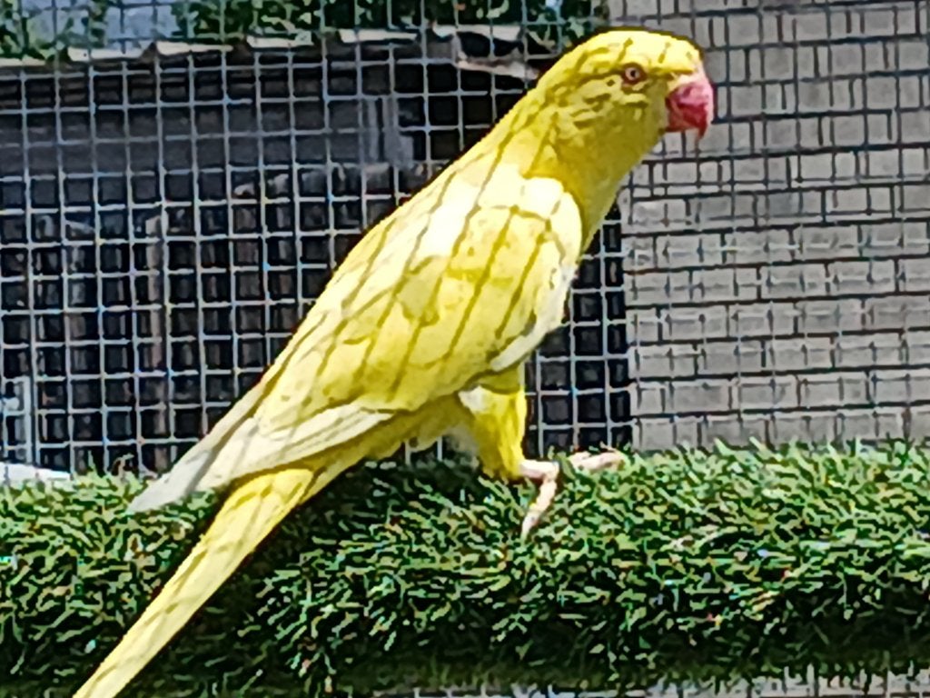parkieten,kweekkoppel 2021,lutino split albino,, Animaux & Accessoires, Oiseaux | Perruches & Perroquets, Perruche, Plusieurs animaux