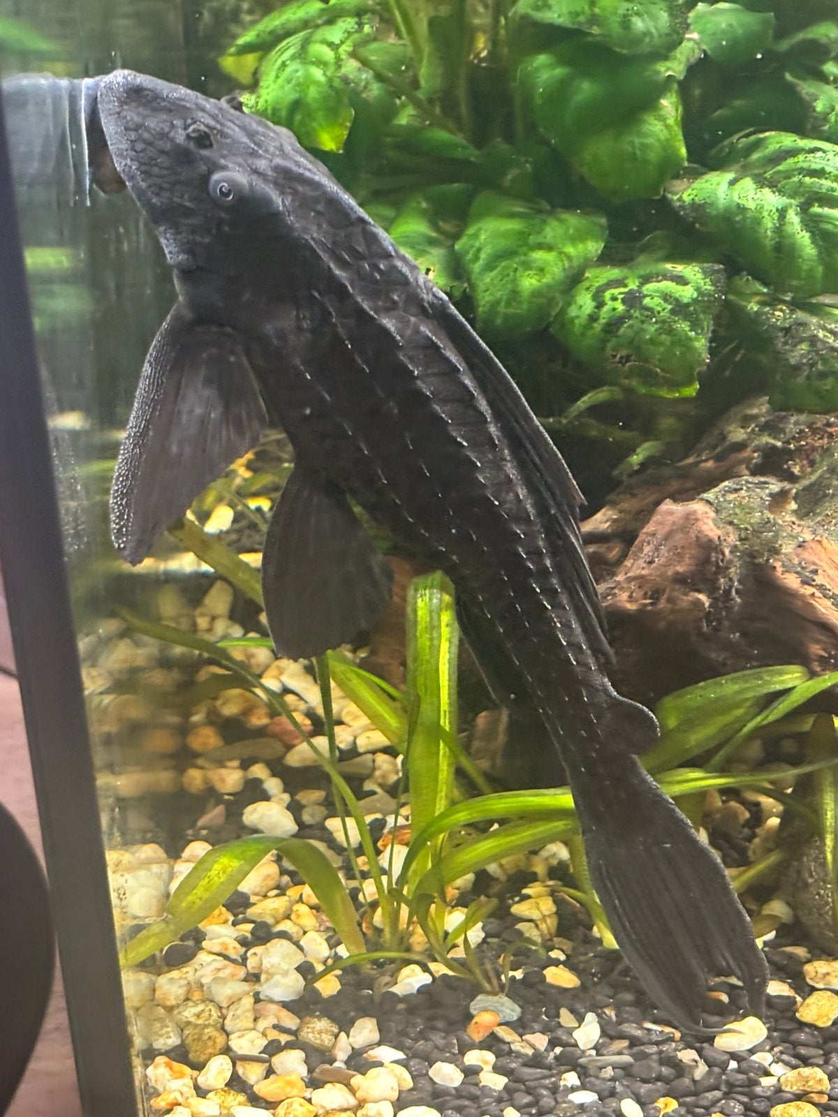 Pleco's (20 et 25 cm) à vendre, Poisson d'eau douce