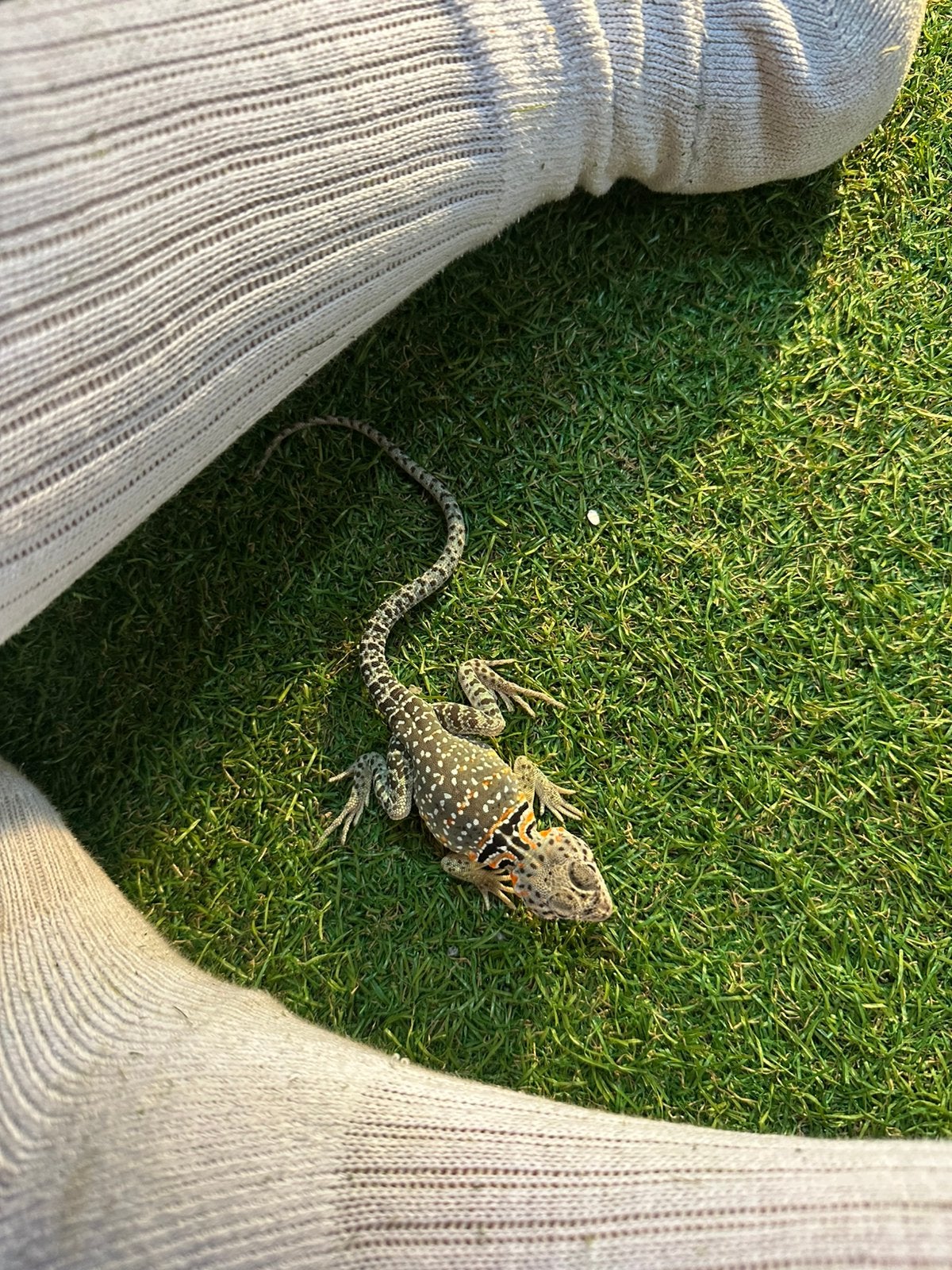 Baby halsbandleguaan, Dieren en Toebehoren, Tam