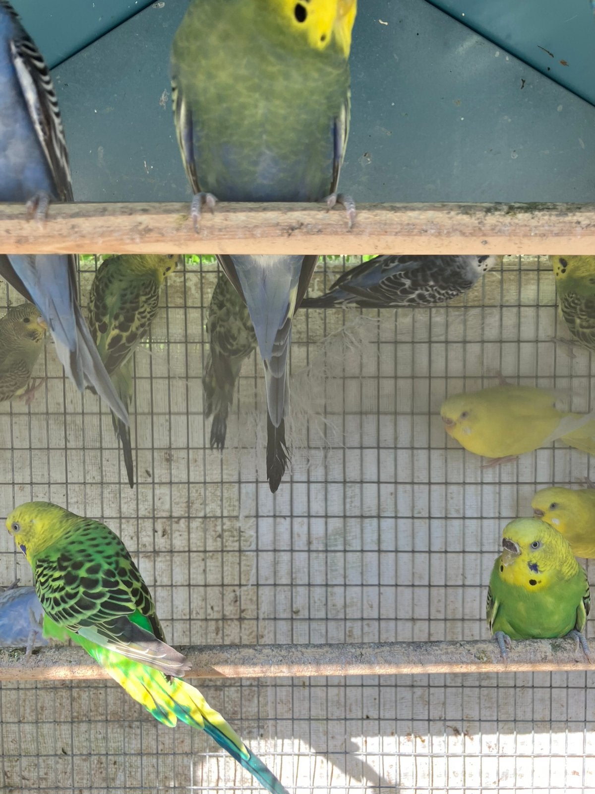 BEWEZEN KWEEKKOPPELS GRASPARKIETEN VANAF 20 EURO/KOPPEL, Meerdere dieren, Parkiet