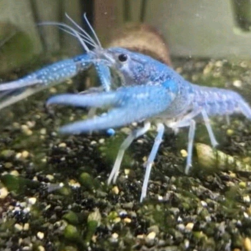 blauwe kreeft, Homard, Crabe ou Crevette, Poisson d'eau douce