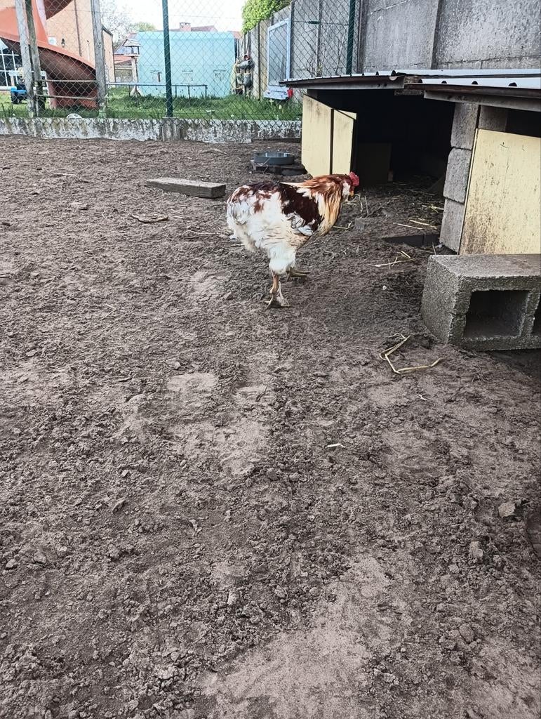 Araucana bolstaart haan, Dieren en Toebehoren, Pluimvee