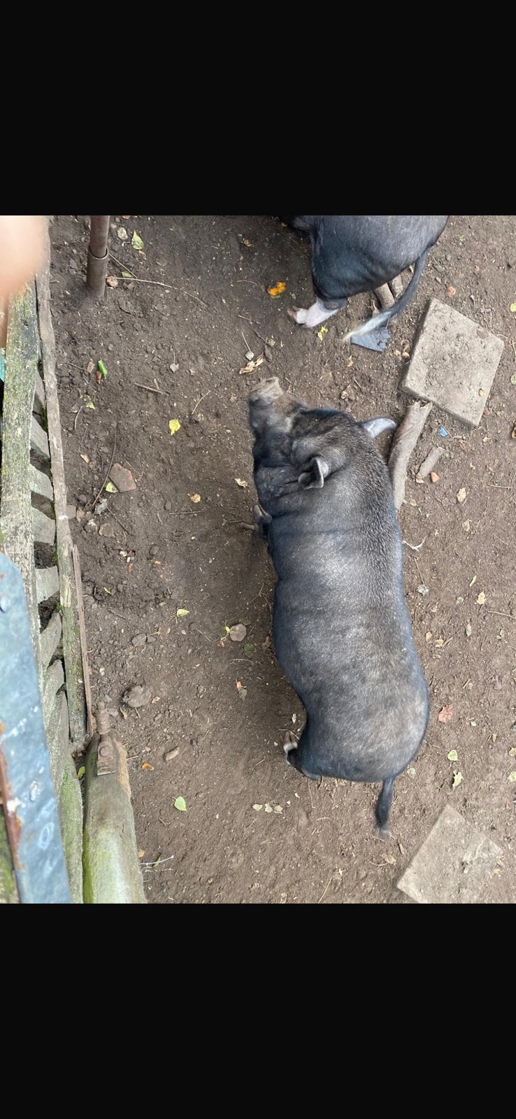 Göttinger minivarken, Dieren en Toebehoren