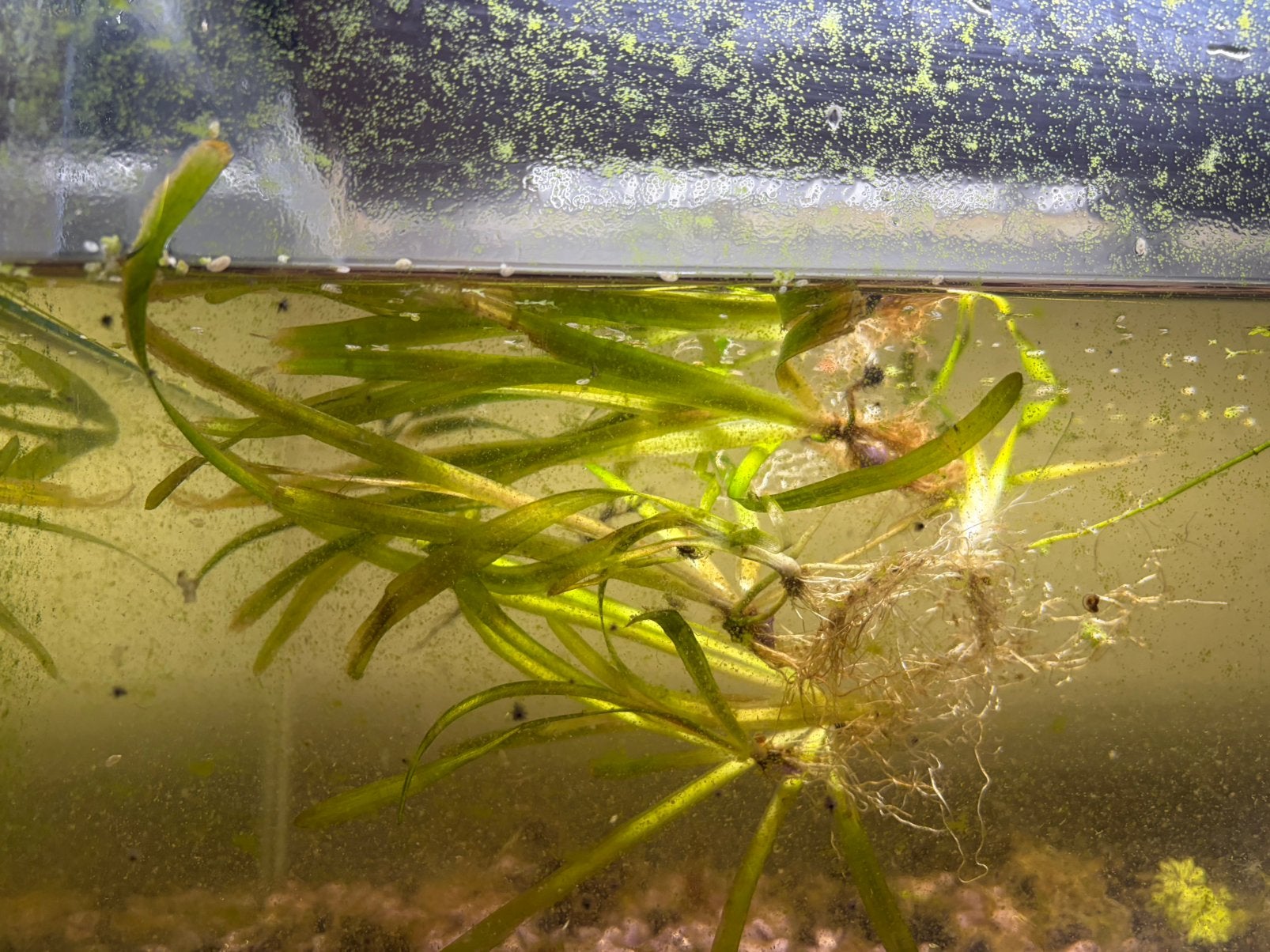 Planten