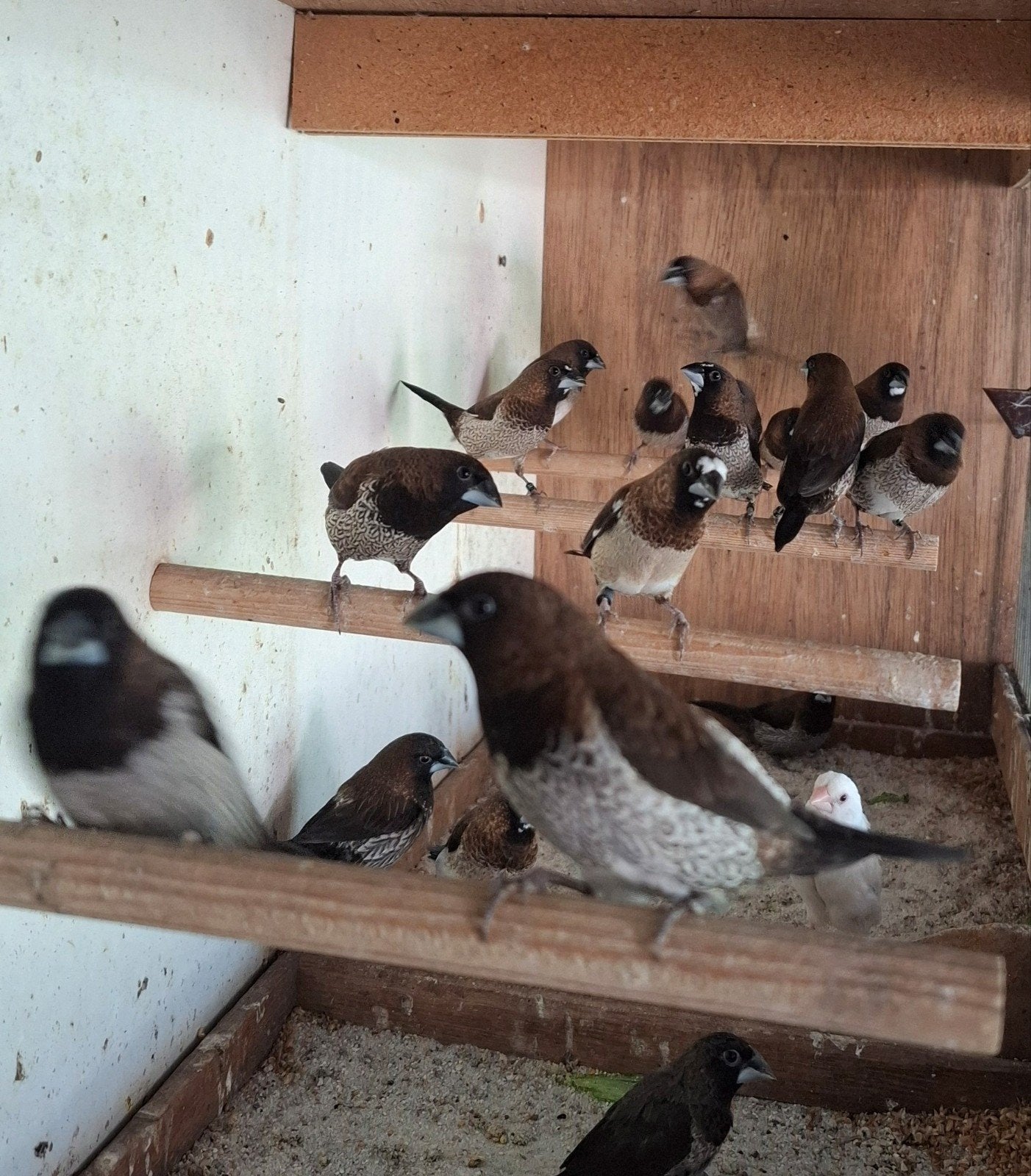 Japanse meeuwen, Dieren en Toebehoren, Vogels | Overige Vogels