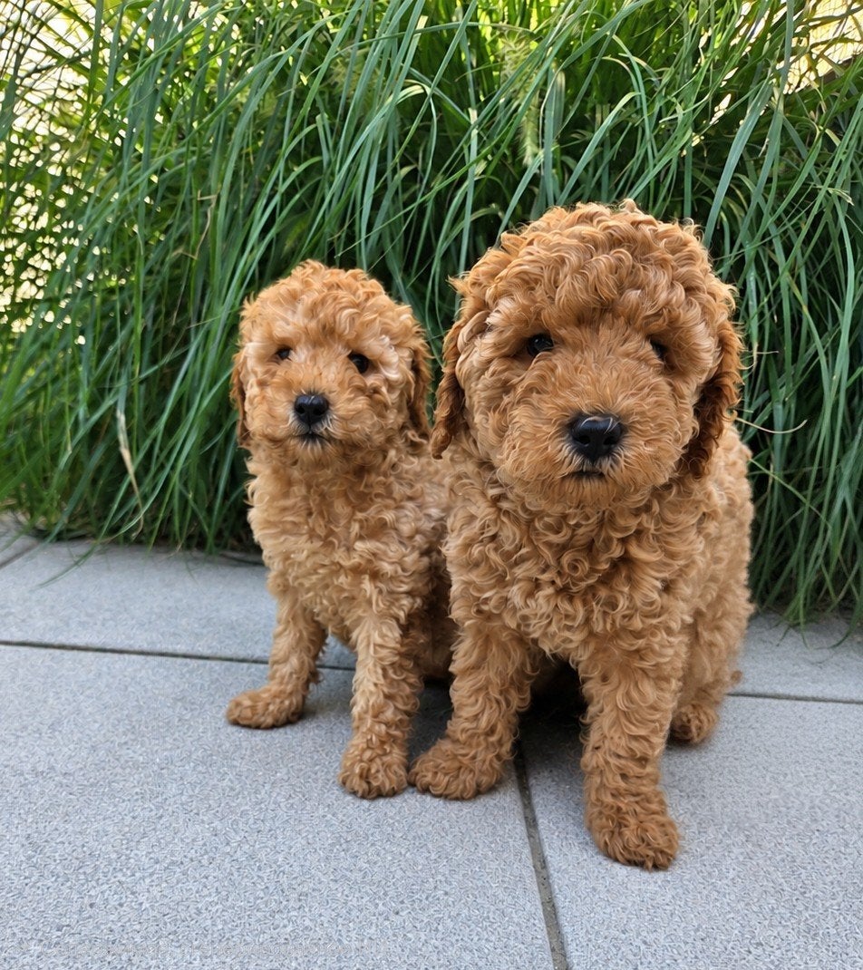 Beaux chiots caniches nains, 8 à 15 semaines, Plusieurs, Éleveur | Loisir, Caniche