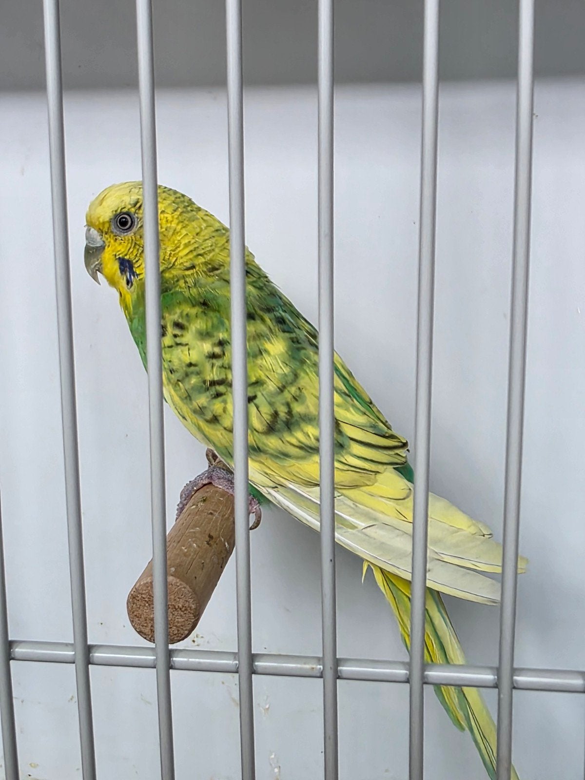 spangle pop, Dieren en Toebehoren