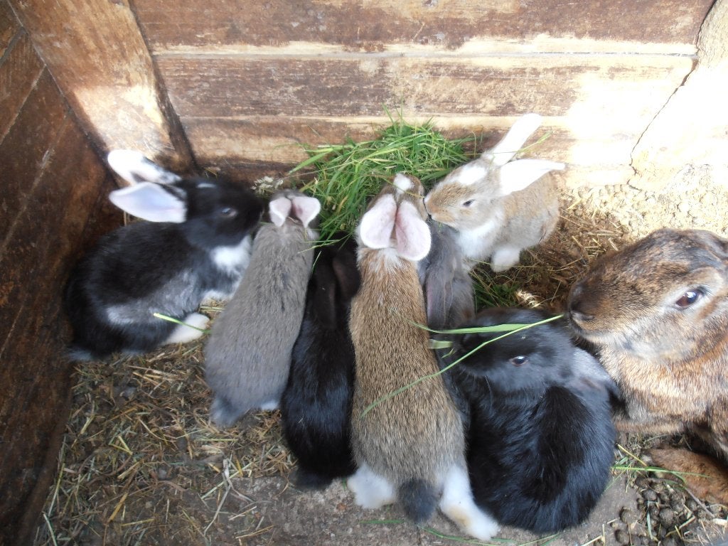 7 Jonge konijnen Duitse reus X Vlaamse reus., Sexe inconnu, Grand, 0 à 2 ans