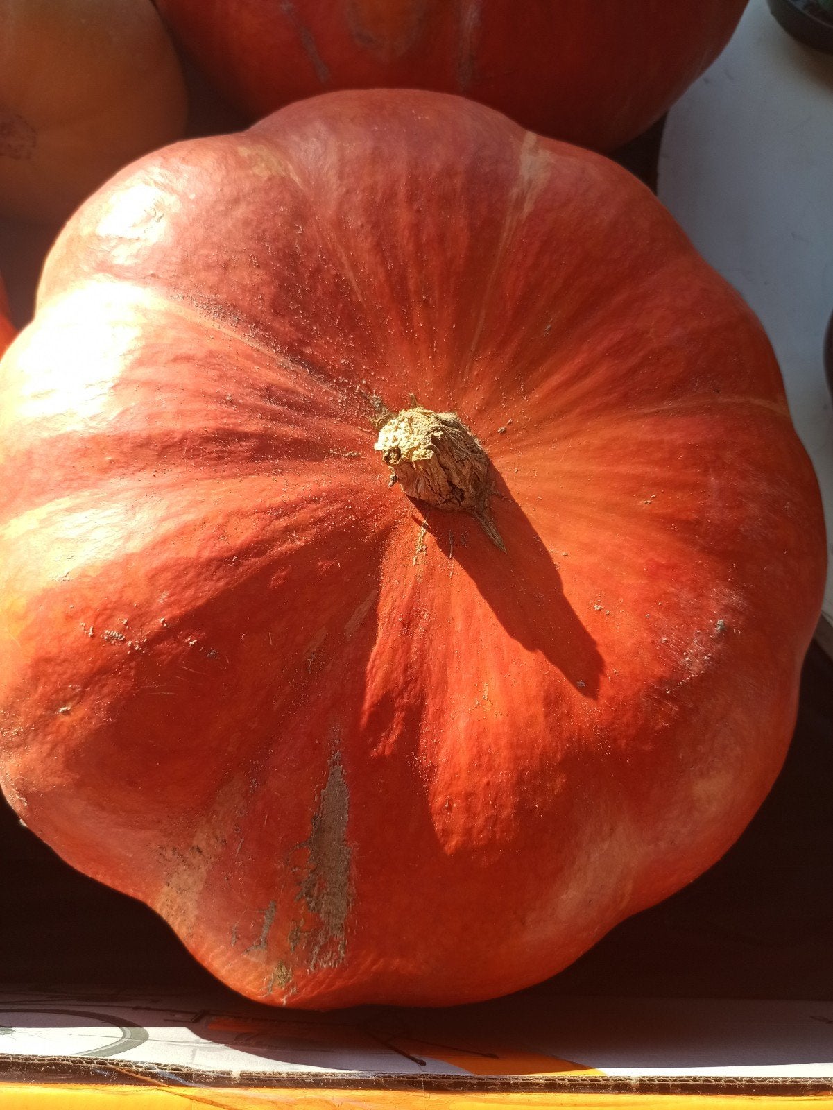 Pompoenen, Ophalen