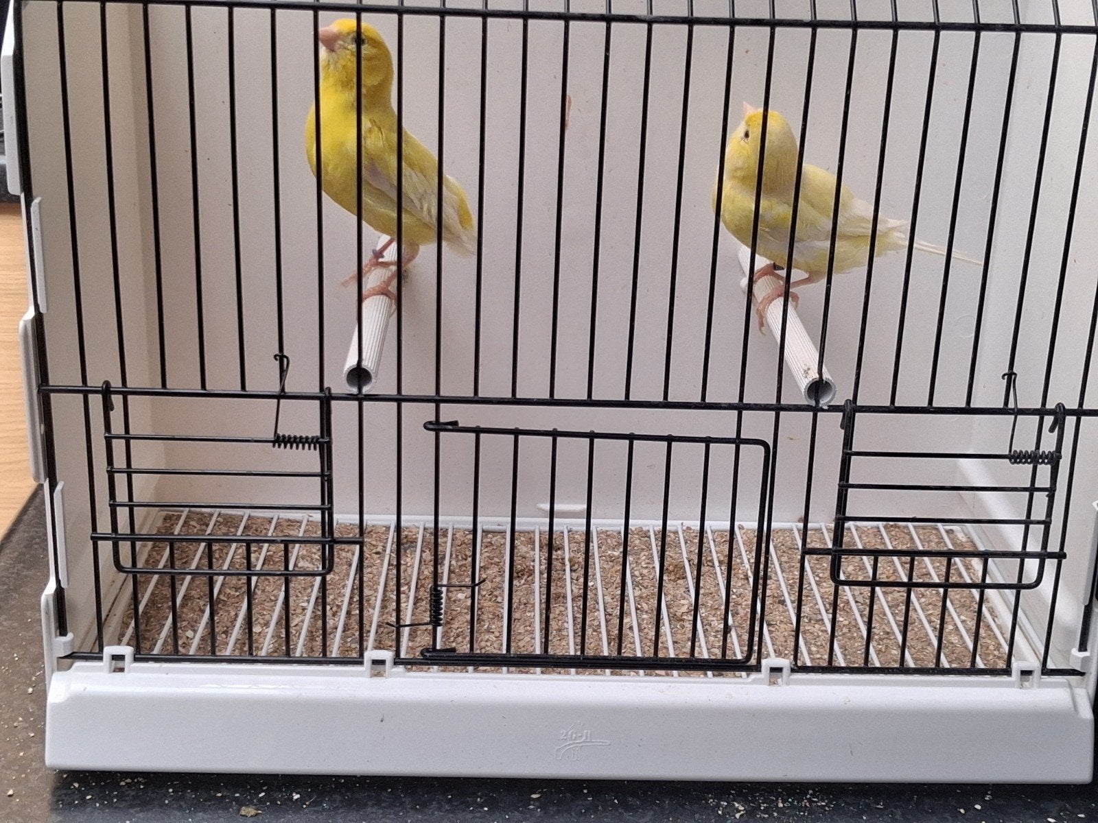 Kweekkoppels 2025, Dieren en Toebehoren, Vogels | Kanaries
