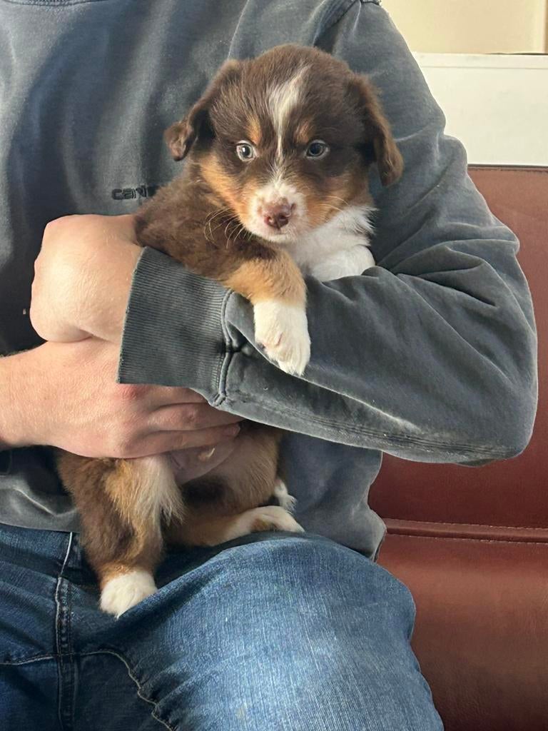MAS - mini aussie - belgische stamboom, Parvo, België, Reu, 8 tot 15 weken