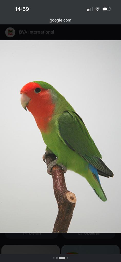 Dwergpapegaai roseicollis MAN GEZOCHT !!!