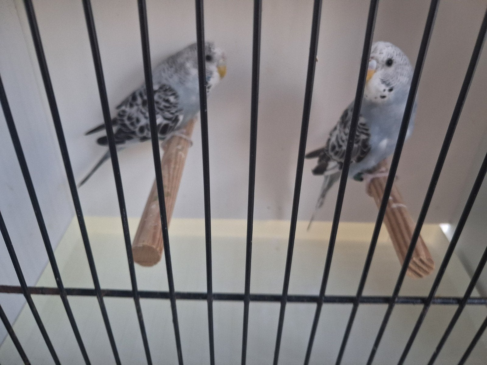 Blackface grasparkieten, Animaux & Accessoires, Oiseaux | Perruches & Perroquets