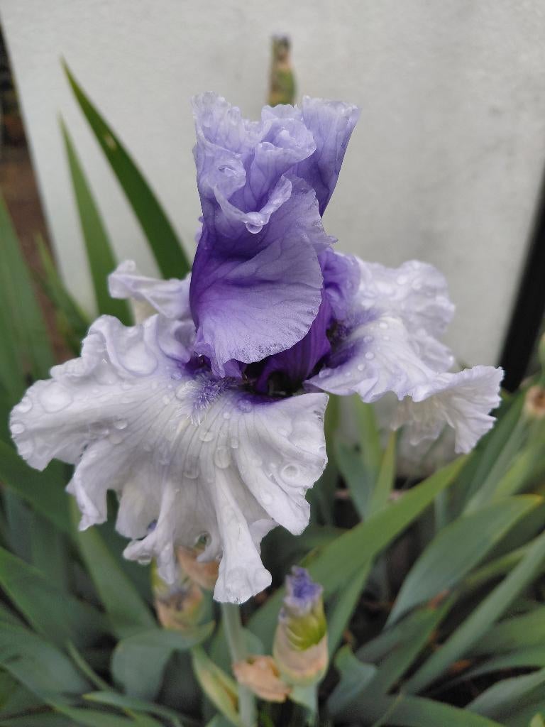 Iris Germanica, Ophalen