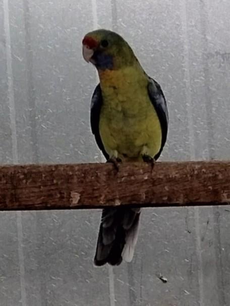 Strogele rosella split lutino