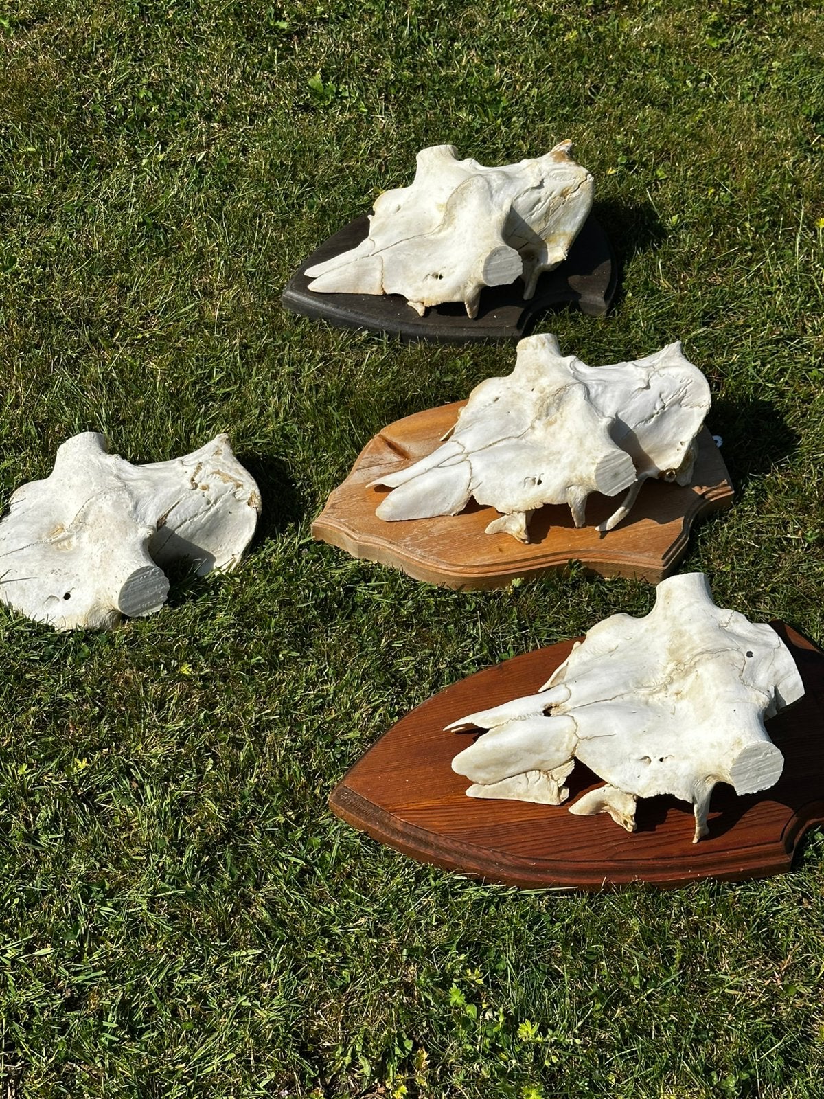 Schedels eland, Ophalen