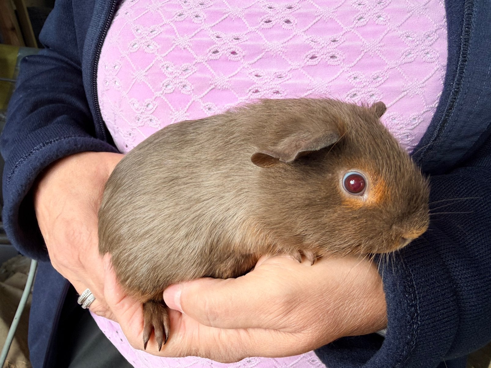 Gladhaar tan slate beertje, Dieren en Toebehoren, Augustus, Mannelijk, Cavia