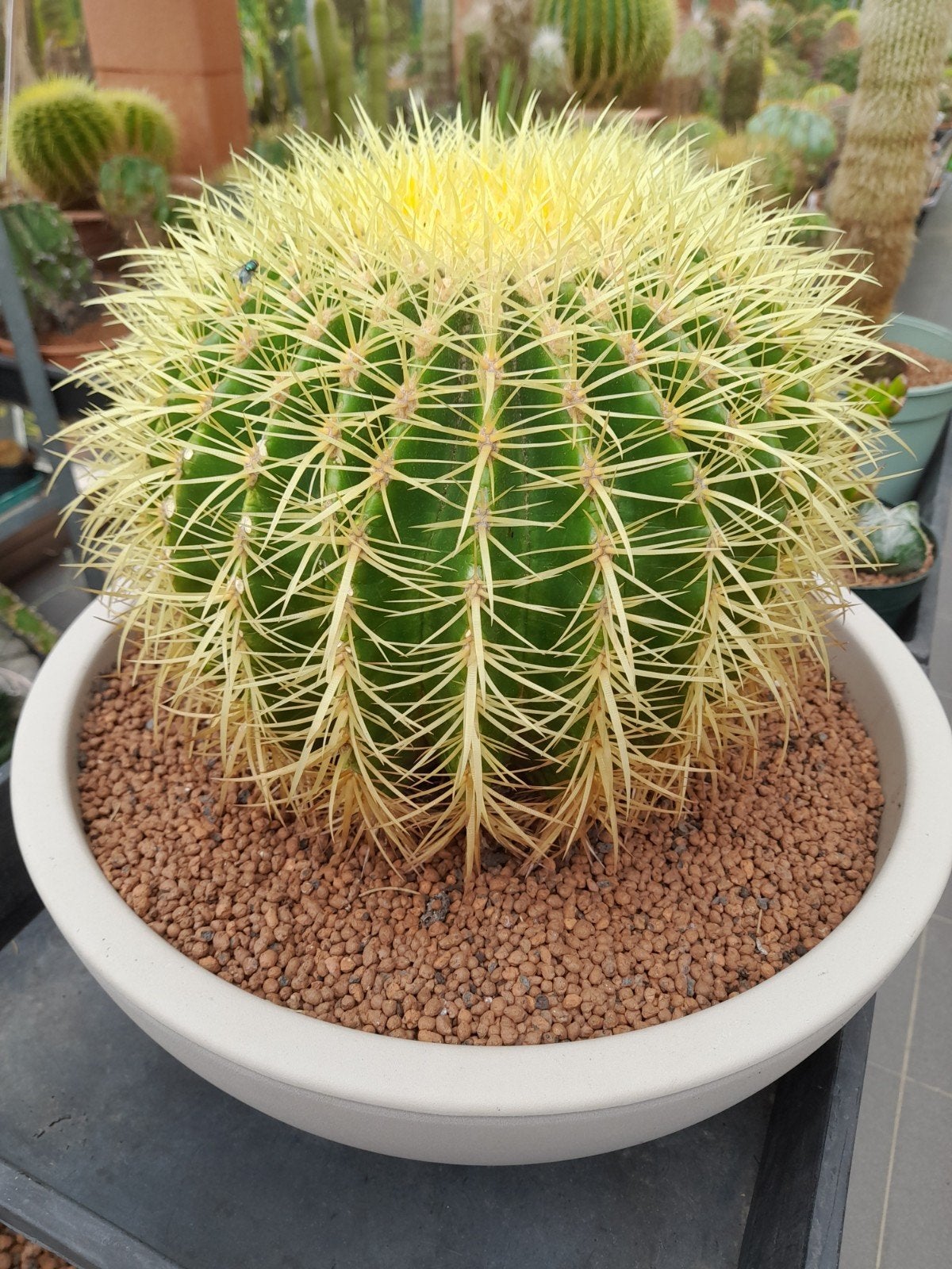 cactussen en vetplanten., Tuin en Terras, Planten | Tuinplanten, Ophalen