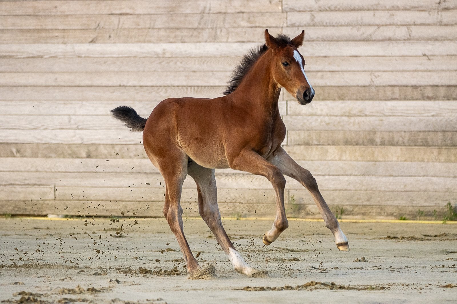 Ermitage kalone veulen, Dieren en Toebehoren, Hengst, Springpaard