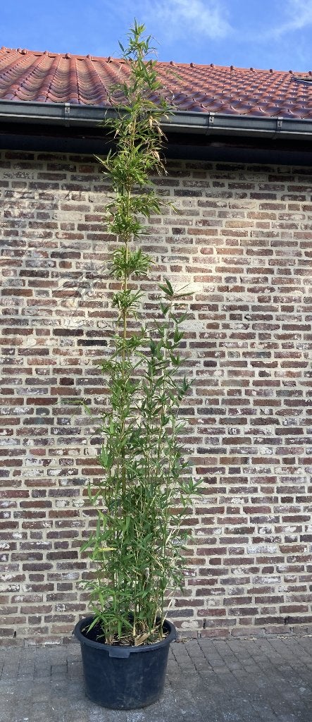 Bamboe Phyllostachys nigra Boryana, Ophalen, Bamboe, Struik, 250 cm of meer