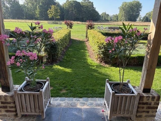 tuin terras planten, Ophalen, Vaste plant