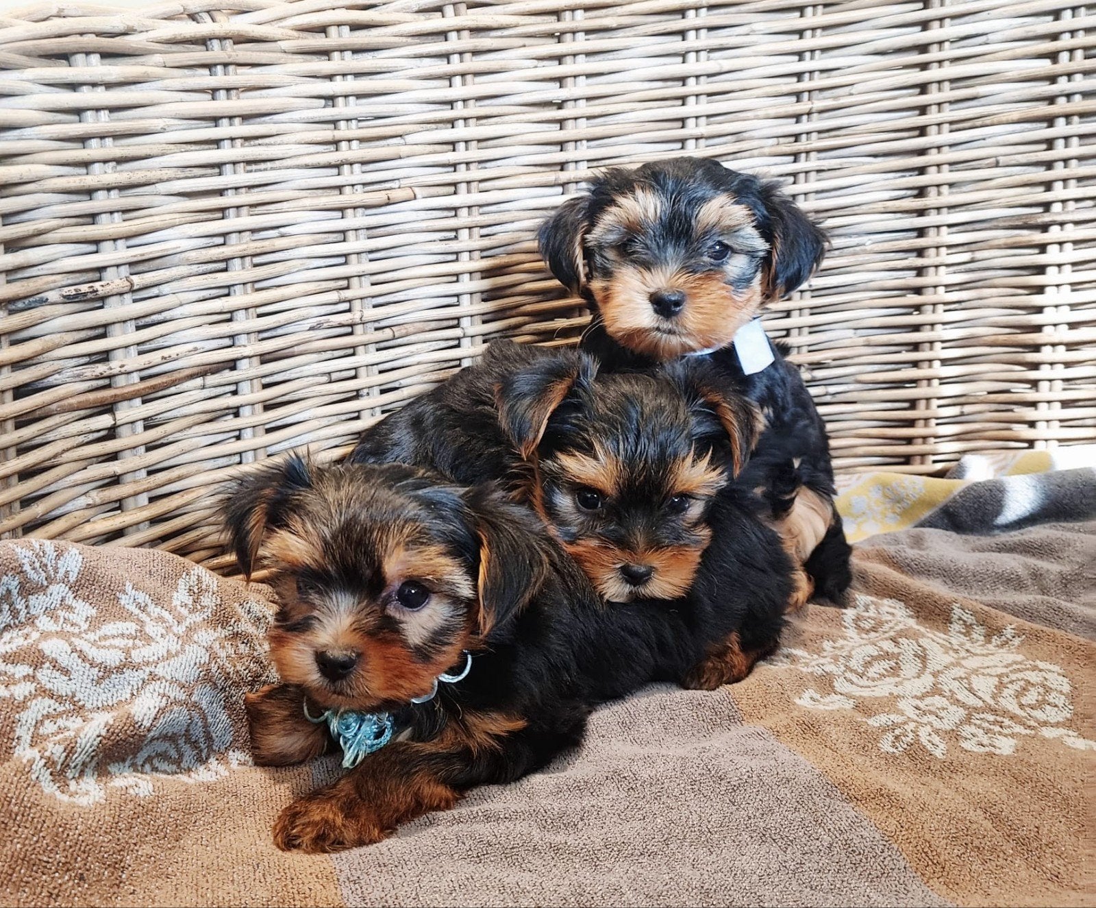 mini yorkshire pups, Dieren en Toebehoren, Yorkshire Terriër, België, CDV (hondenziekte), 8 tot 15 weken