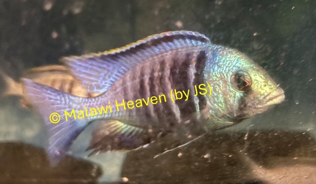 Plachidochromis Elektra malawi cichliden, Poisson, Poisson d'eau douce, Banc de poissons