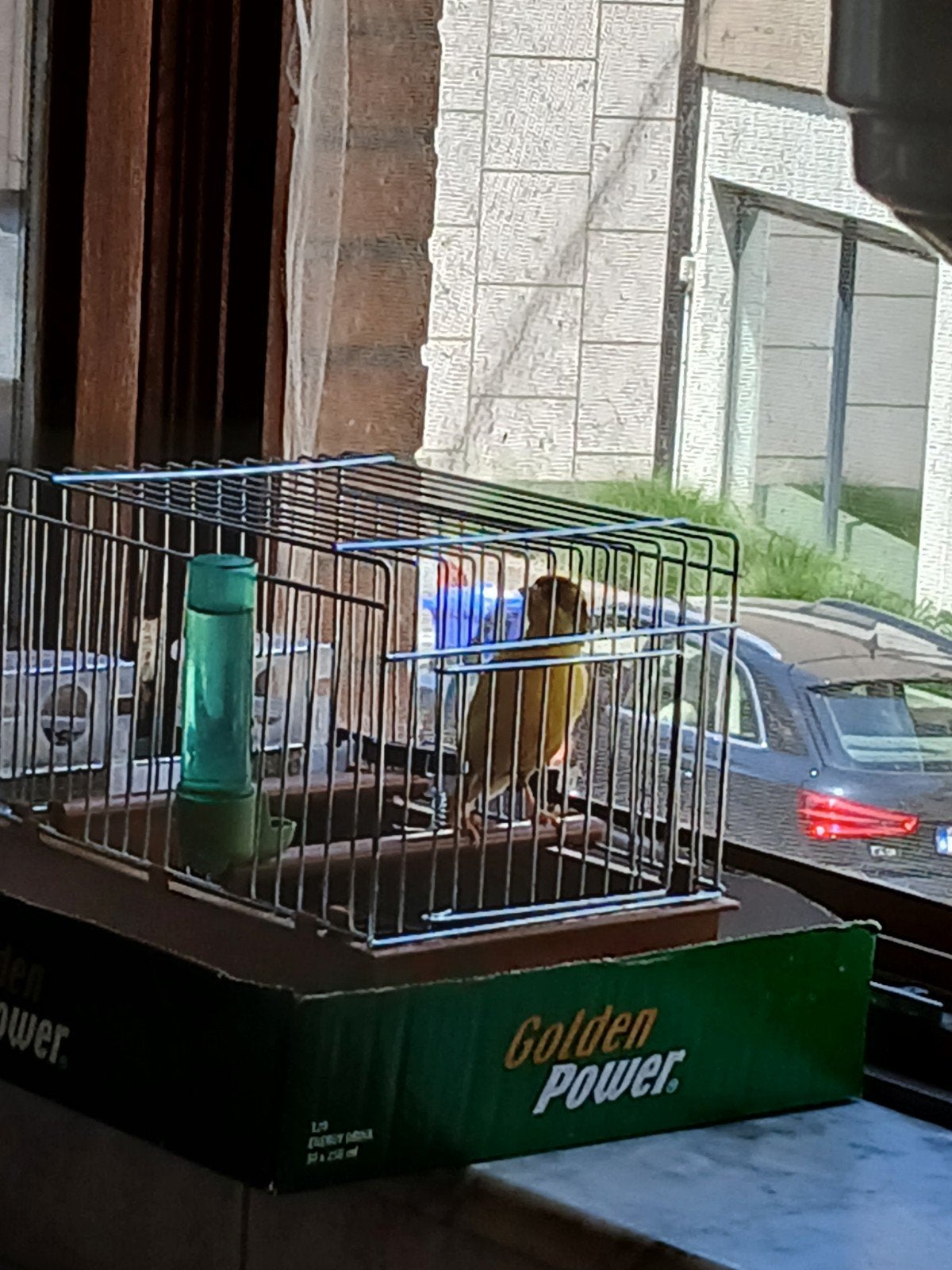Kanari, Dieren en Toebehoren, Ophalen of Verzenden