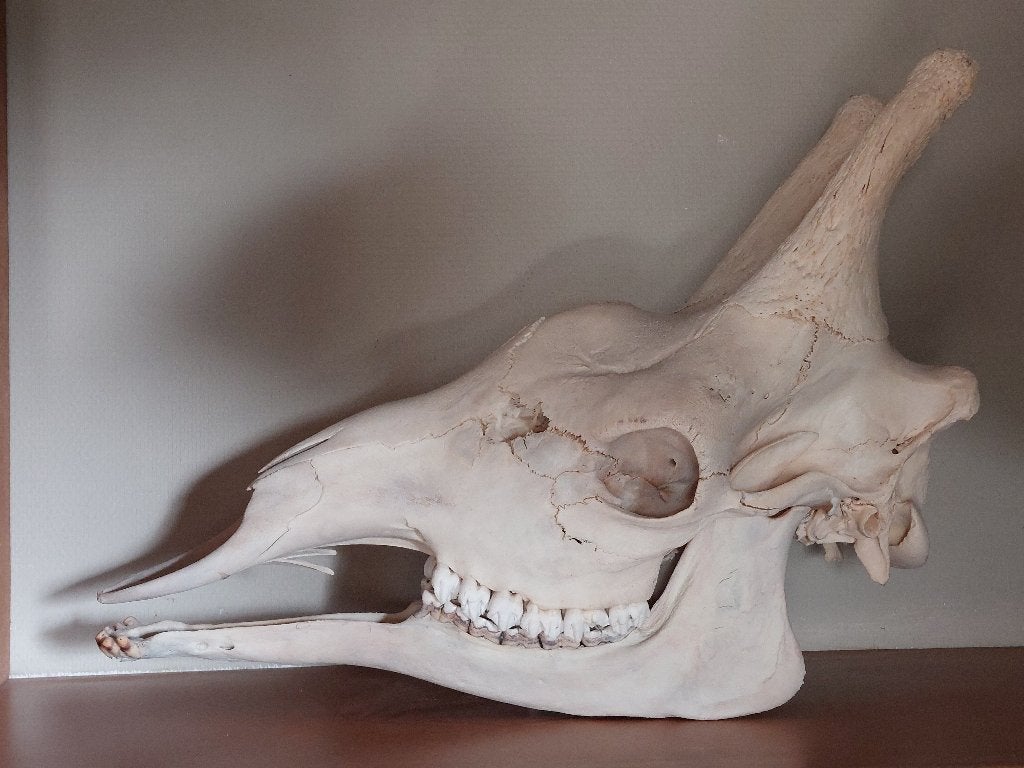 mooie kop van girafe, Verzamelen, Ophalen, Gebruikt, Overige soorten, Schedel