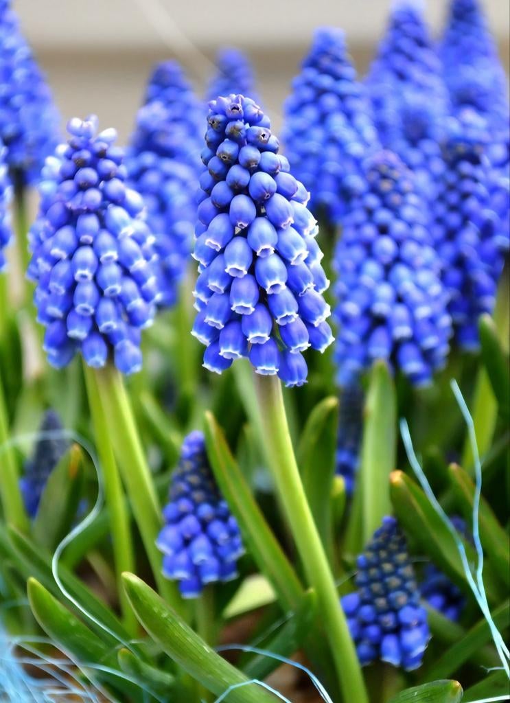 Biologische Blauwe Druifjes Zaden, Tuin en Terras, Bloembollen en Zaden, Ophalen of Verzenden