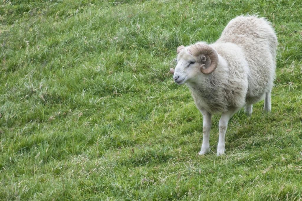 Enkele ram schapen te koop (GERESERVEERD), Dieren en Toebehoren, Schapen, Geiten en Varkens, Mannelijk, Schaap, 0 tot 2 jaar