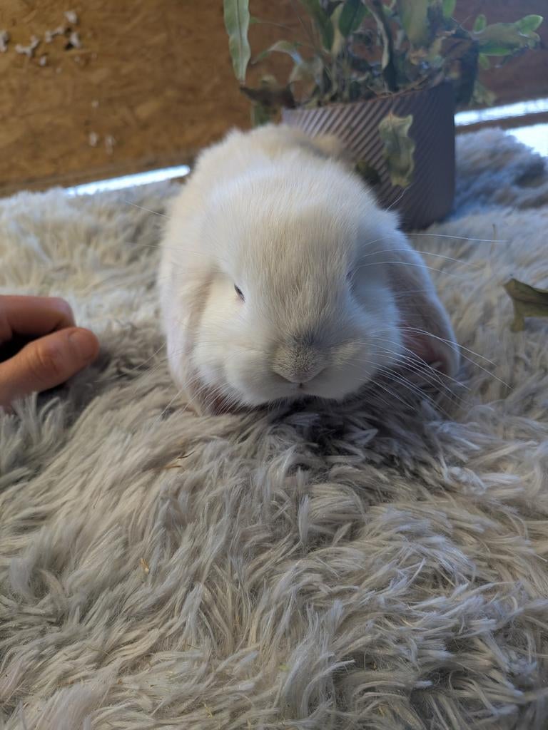 Franse hangoor voedster, Dieren en Toebehoren, Vrouwelijk, Groot, Hangoor, 0 tot 2 jaar