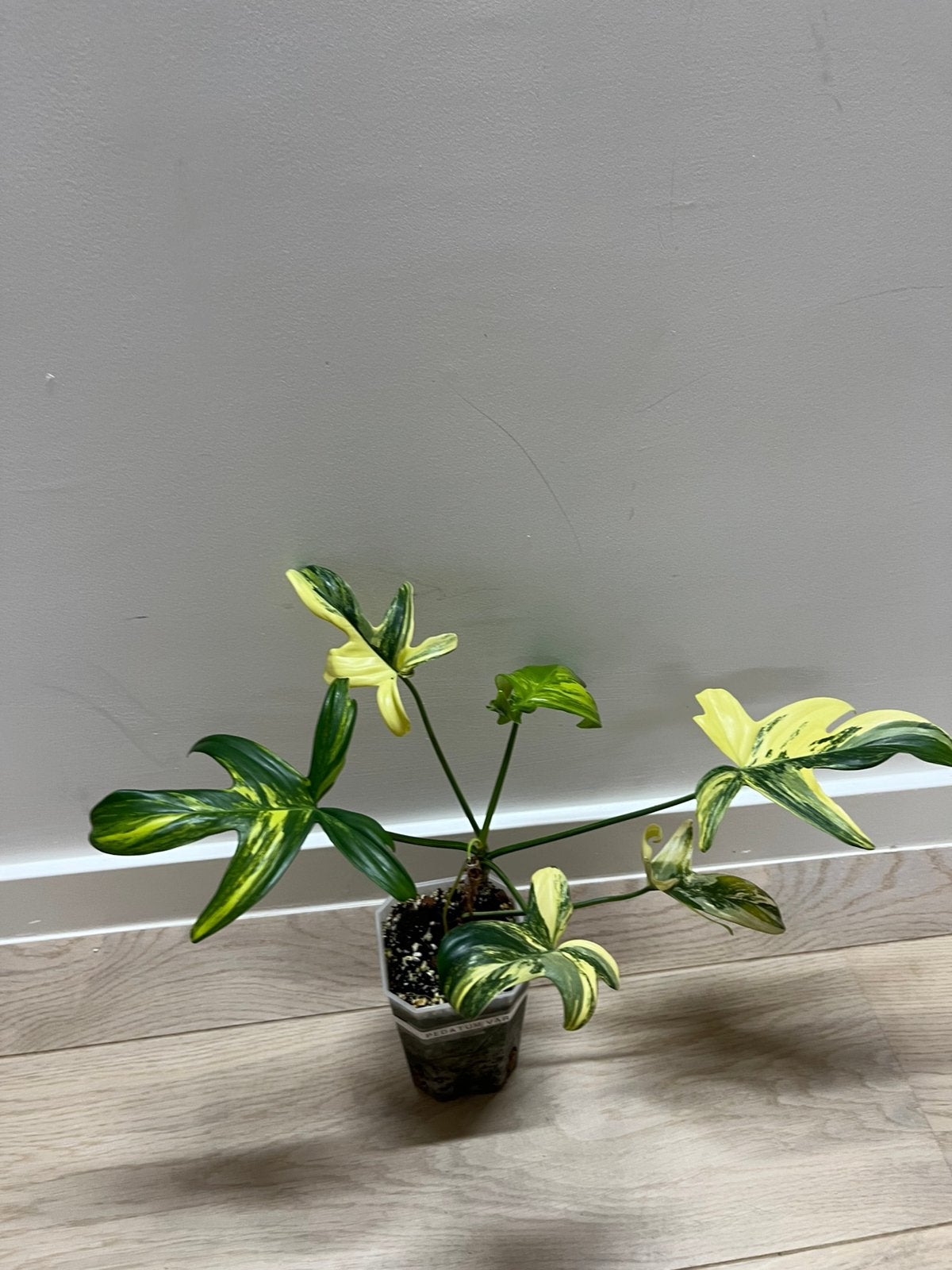 Philodendron Pedatum Variegata, Huis en Inrichting, Verzenden