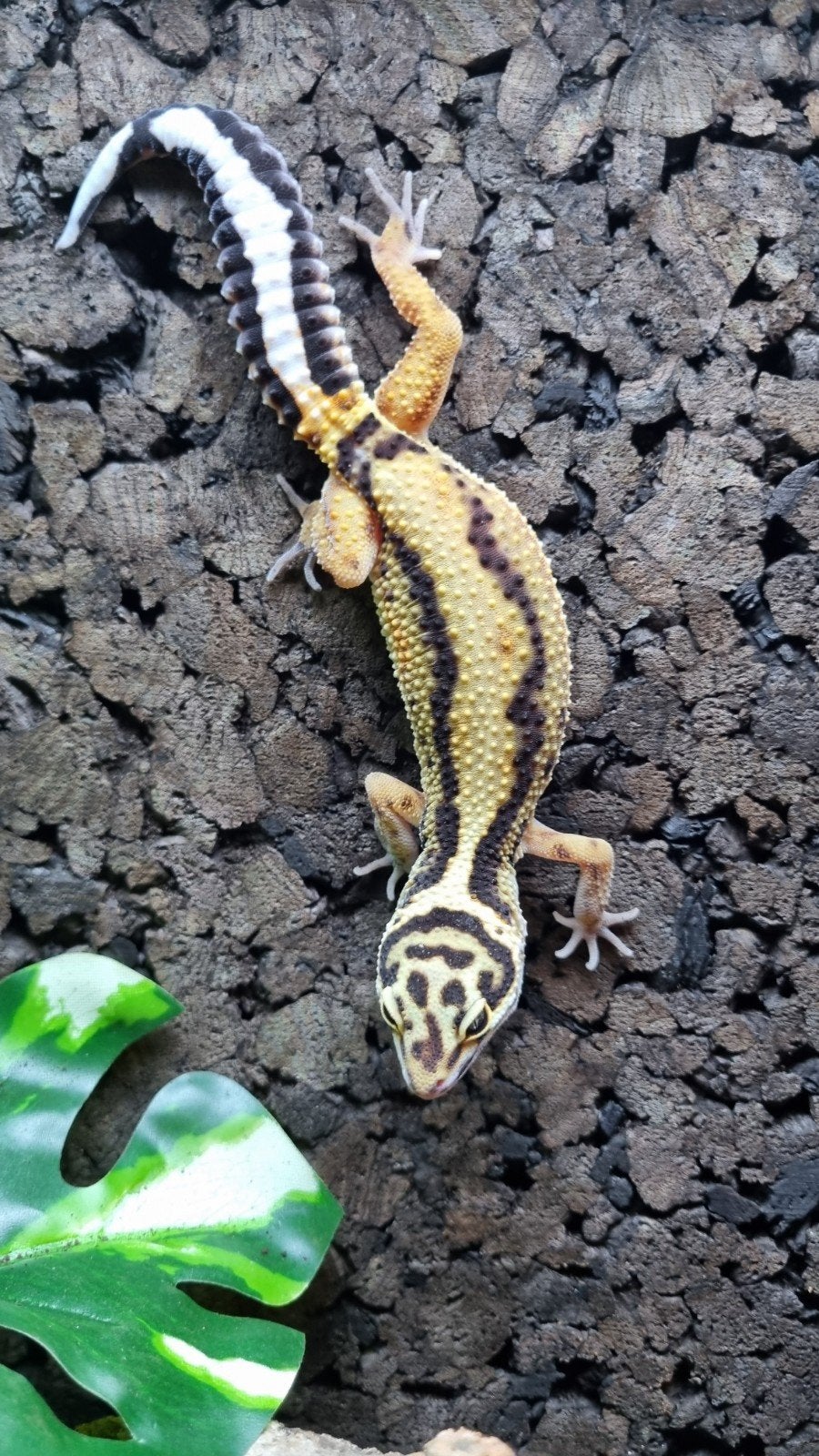 luipaardgekko vrouw, Animaux & Accessoires, Reptiles & Amphibiens, Lézard, Domestique, 0 à 2 ans