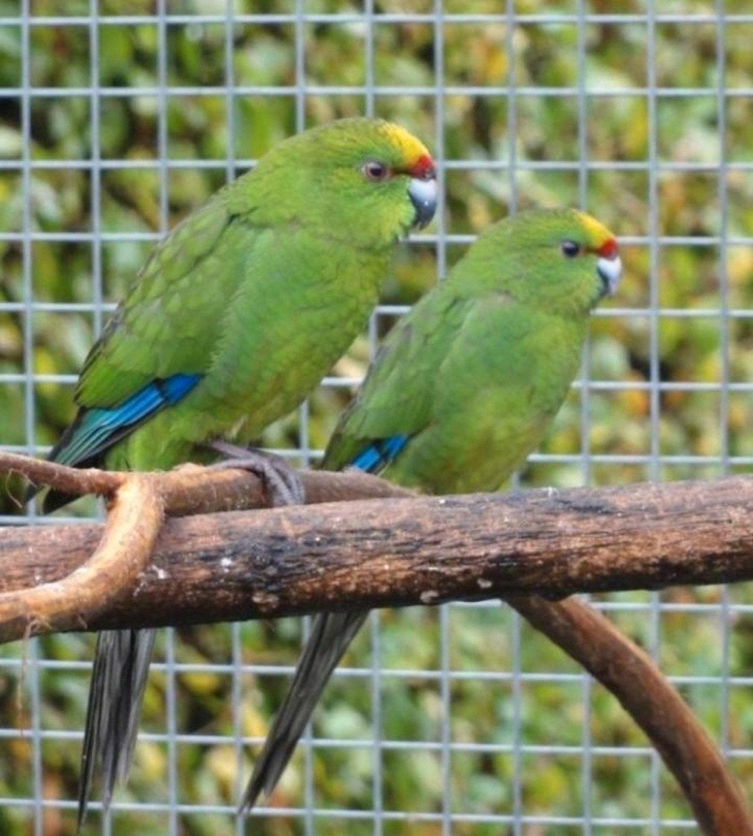Geelvoorhoofd kakariki, Dieren en Toebehoren, Mannelijk, Parkiet