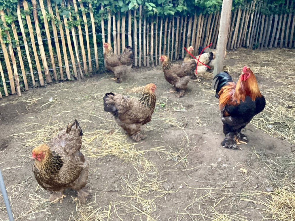 Kippen, Dieren en Toebehoren