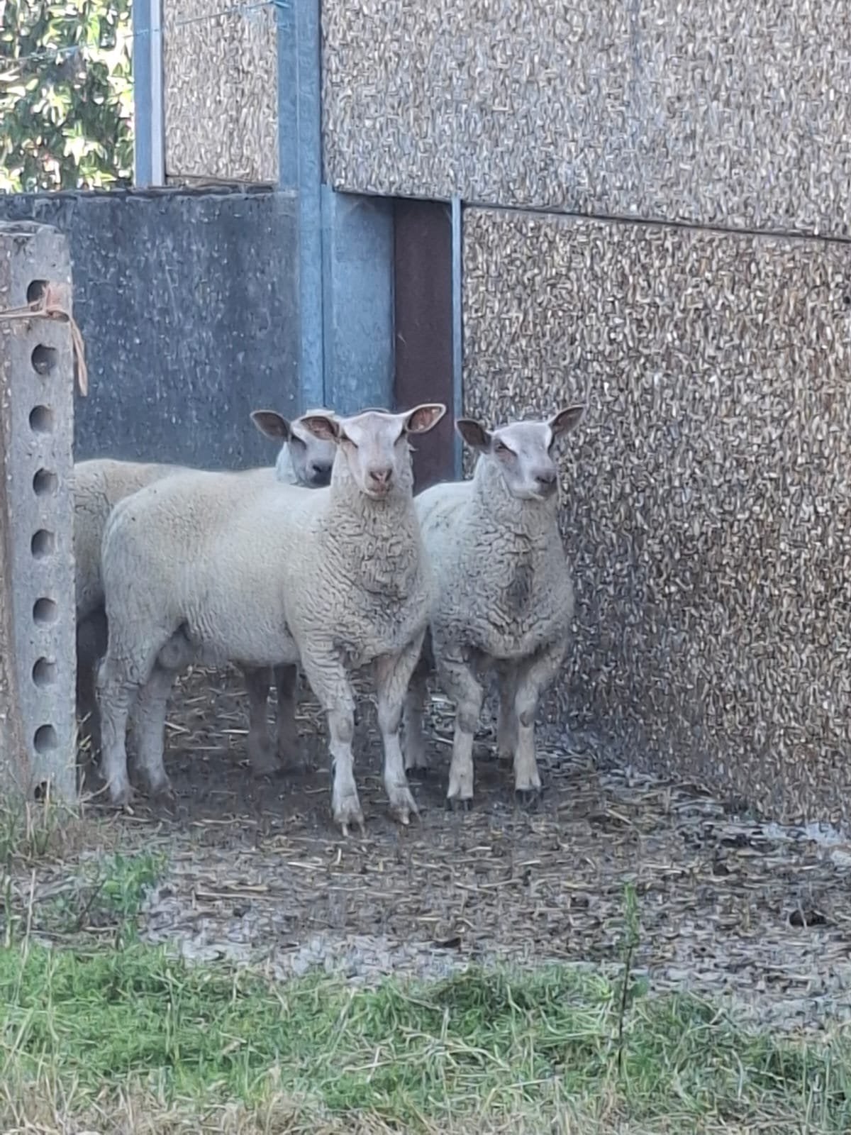 Schapen lammeren bokken, Mâle, Mouton, 0 à 2 ans