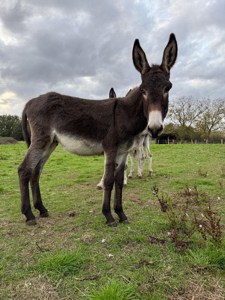 Jonge grote ezel  hengst., Étalon, M, Avec puce électronique