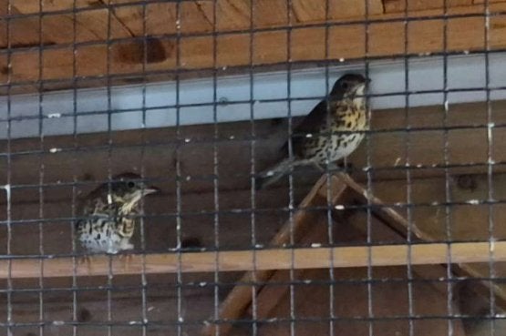 Grives chanteuses (Turdus Philomelos) à vendre, Plusieurs animaux, Oiseau chanteur sauvage, Bagué