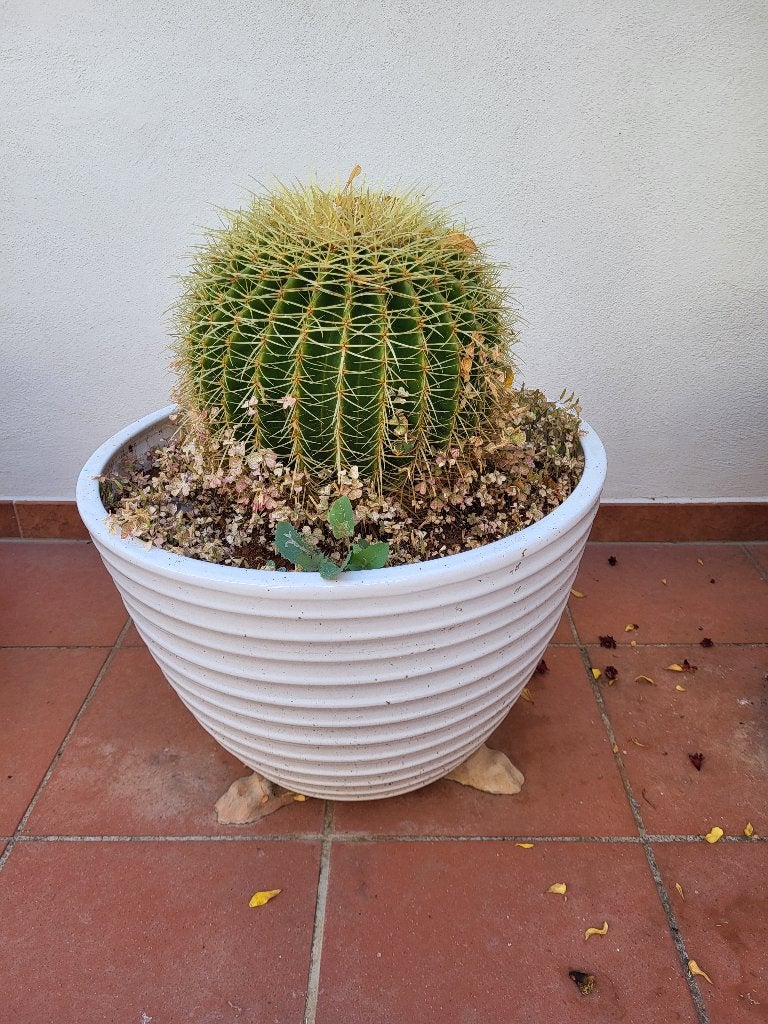 Cactus coussin de belle-mère, Maison & Meubles, En pot, Moins de 100 cm, Enlèvement, Cactus
